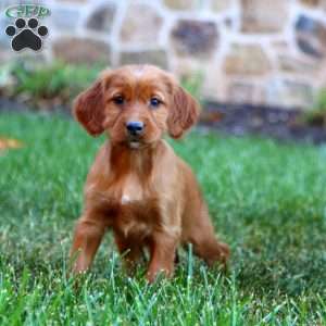 Sage, Irish Setter Puppy