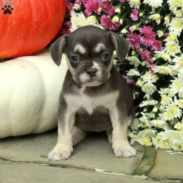 Sailor, French Bulldog Mix Puppy