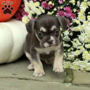 Sailor, French Bulldog Mix Puppy