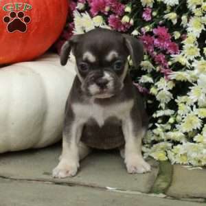 Sailor, French Bulldog Mix Puppy