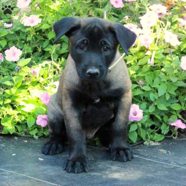 Saint, Belgian Malinois Puppy