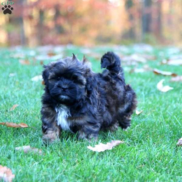 Saint, Shih-Poo Puppy