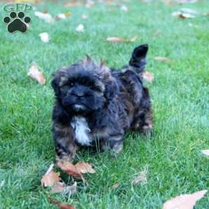 Saint, Shih-Poo Puppy