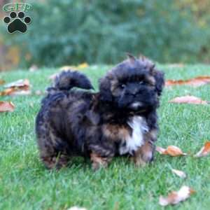 Saint, Shih-Poo Puppy