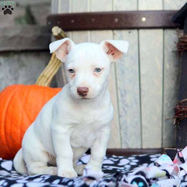 Sal, Jack Russell Mix Puppy