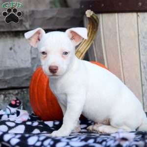 Sal, Jack Russell Mix Puppy