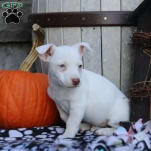 Sal, Jack Russell Mix Puppy