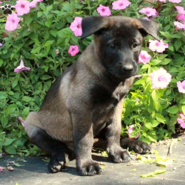 Salem, Belgian Malinois Puppy