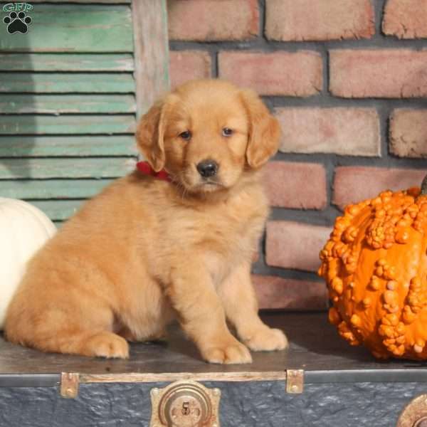 Sally, Golden Retriever Puppy