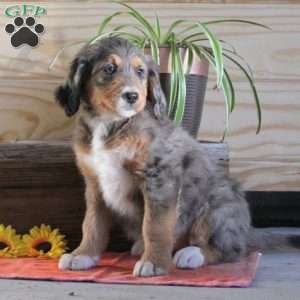 Sally, Bernedoodle Puppy