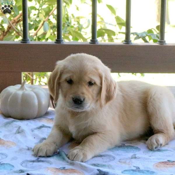 Sam, Golden Retriever Puppy