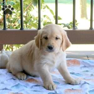 Sam, Golden Retriever Puppy