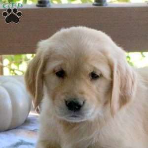 Sam, Golden Retriever Puppy