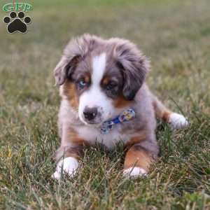 Sammy, Miniature Australian Shepherd Puppy