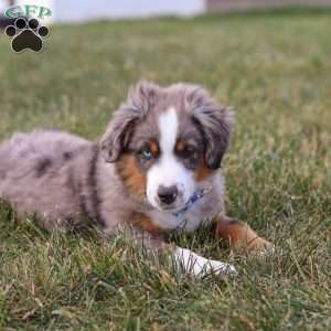 Sammy, Miniature Australian Shepherd Puppy