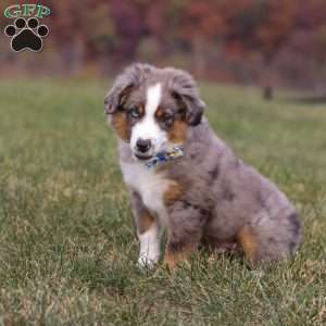 Sammy, Miniature Australian Shepherd Puppy