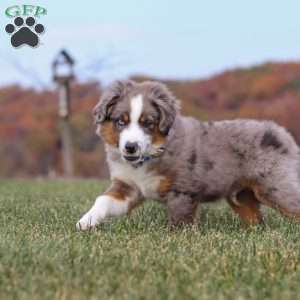 Sammy, Miniature Australian Shepherd Puppy