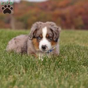 Sammy, Miniature Australian Shepherd Puppy