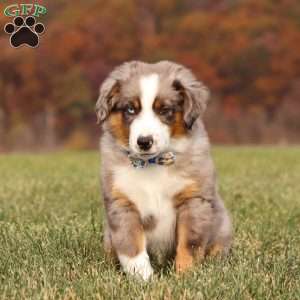 Sammy, Miniature Australian Shepherd Puppy