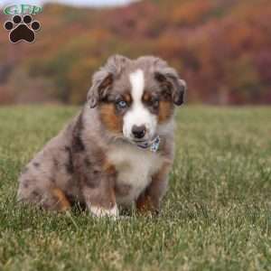 Sammy, Miniature Australian Shepherd Puppy