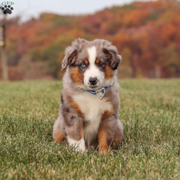 Sammy, Miniature Australian Shepherd Puppy