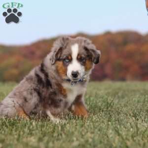 Sammy, Miniature Australian Shepherd Puppy