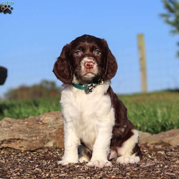 Sammie, English Springer Spaniel Puppy