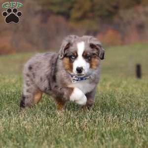 Sammy, Miniature Australian Shepherd Puppy