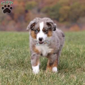 Sammy, Miniature Australian Shepherd Puppy