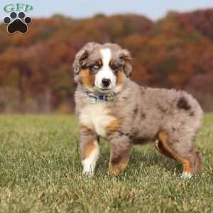 Sammy, Miniature Australian Shepherd Puppy