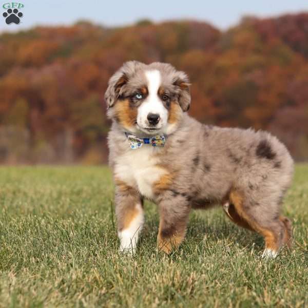 Sammy, Miniature Australian Shepherd Puppy