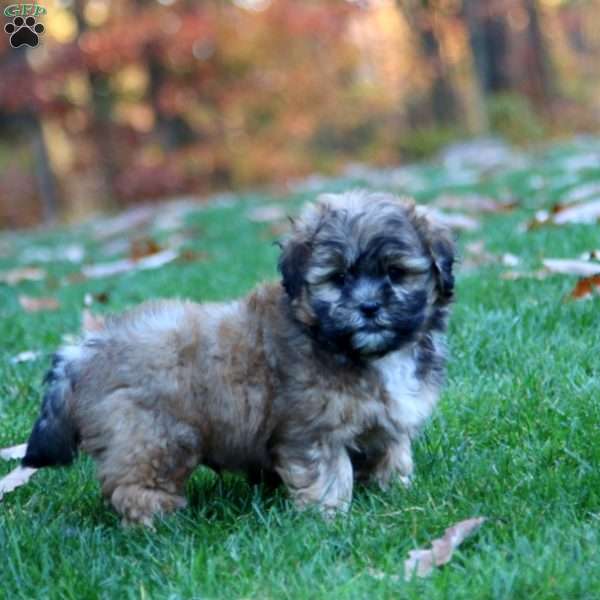 Sammy, Shih-Poo Puppy