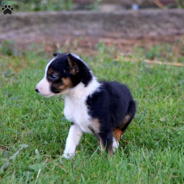 Sammy, Border Collie Puppy