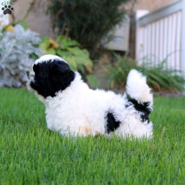 Sammy, Shih Tzu Puppy