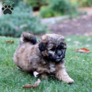 Sammy, Shih-Poo Puppy