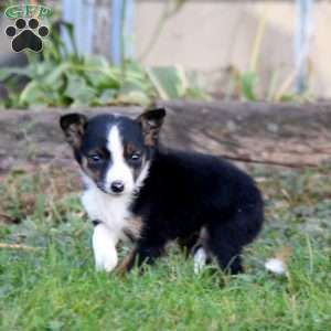 Sammy, Border Collie Puppy