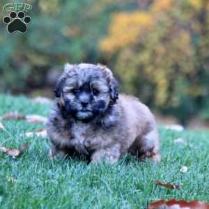 Sammy, Shih-Poo Puppy