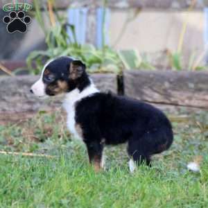 Sammy, Border Collie Puppy