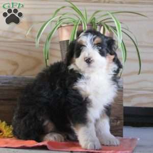 Sampson, Bernedoodle Puppy