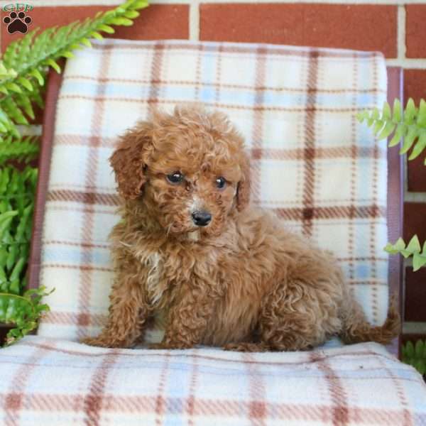 Sampson, Mini Goldendoodle Puppy