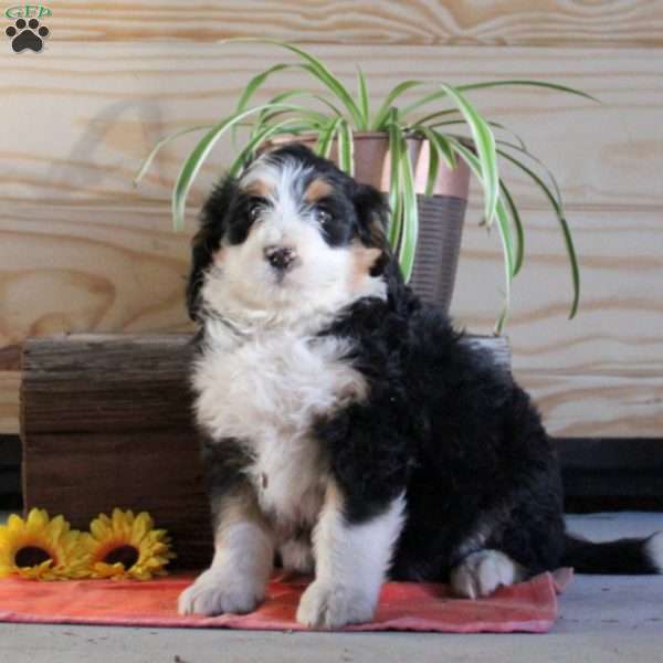 Sampson, Bernedoodle Puppy