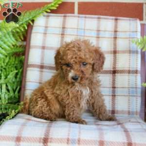 Sampson, Mini Goldendoodle Puppy