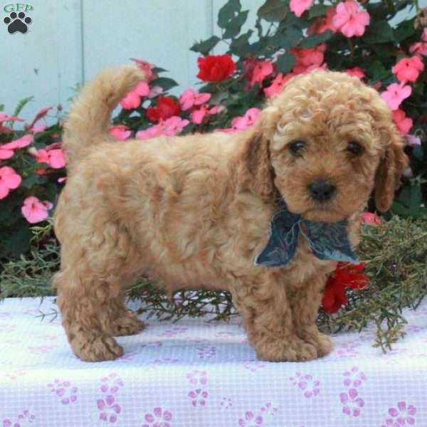 Samson, Cockapoo Puppy