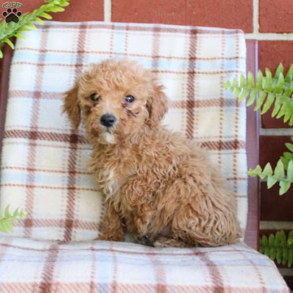 Sandy, Mini Goldendoodle Puppy