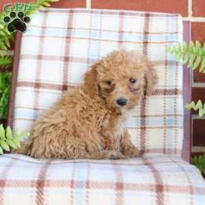 Sandy, Mini Goldendoodle Puppy