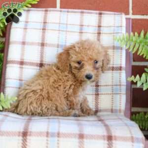 Sandy, Mini Goldendoodle Puppy