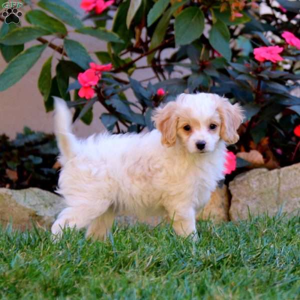 Sara, Cavapoo Puppy