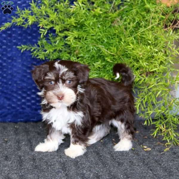 Sara, Havanese Puppy