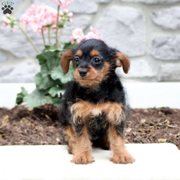 Sara, Yorkie Poo Puppy