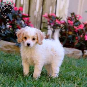 Sara, Cavapoo Puppy